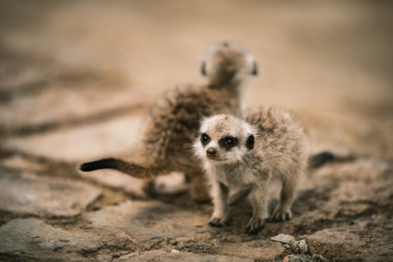 小さな体でカメラを見つめるミーアキャットの赤ちゃんと、その背後に寄り添うもう一匹