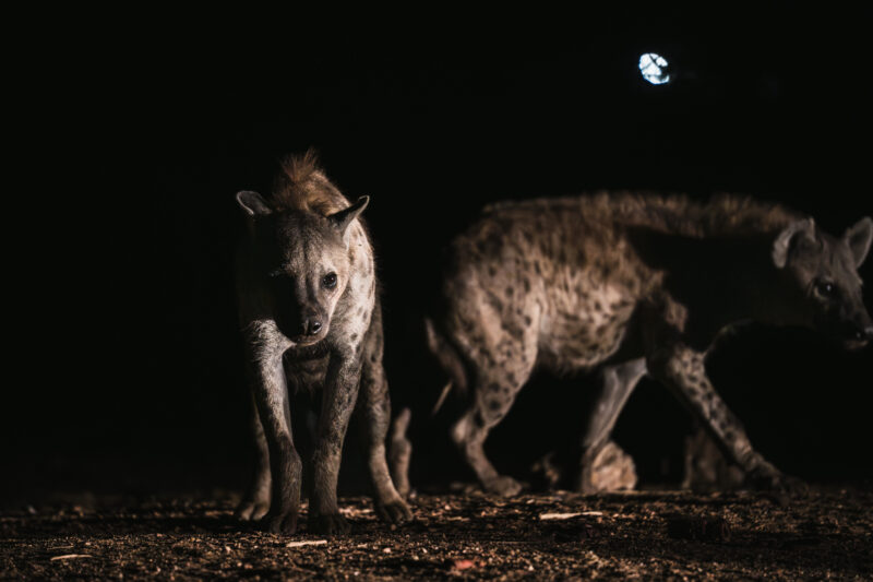 エチオピア・ハラールで夜間に撮影された子供のブチハイエナと成獣の写真